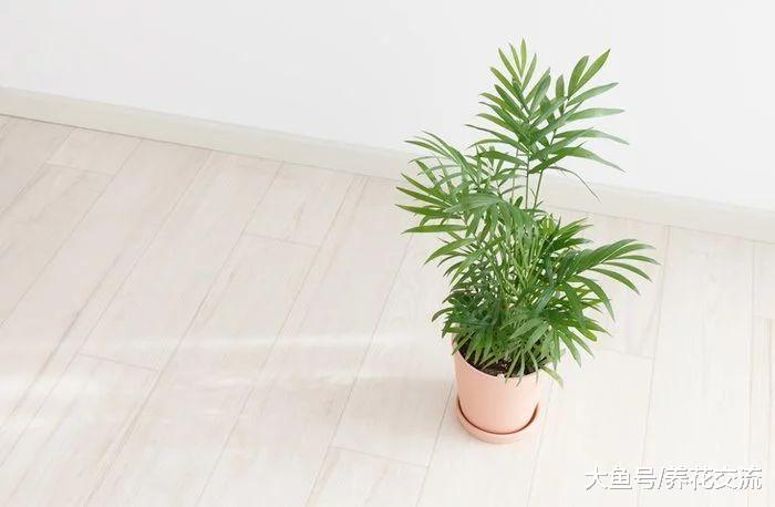可以给室内增湿的几种植物, 很适合养在家里