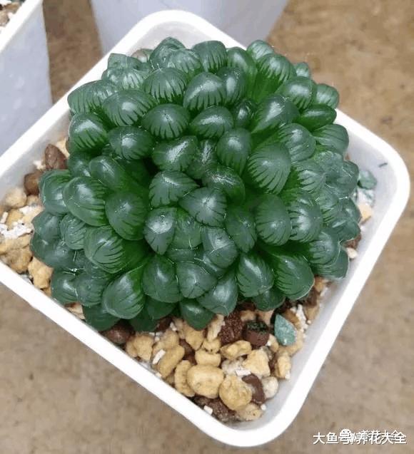 养多肉要讲技巧, 太阳下这样一晒, 颜色变得红彤彤