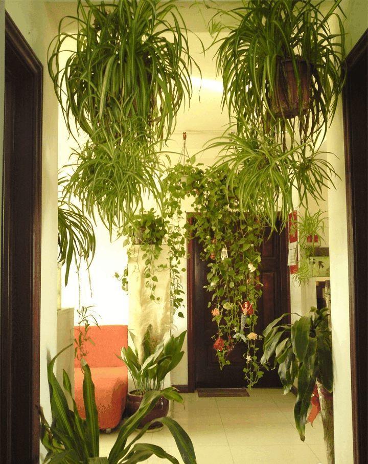 30平的蜗居房, 也能拥有小花园, 别再嫌地方小!