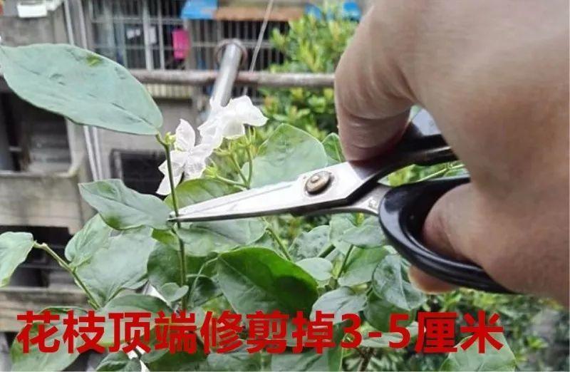 这几种花别大意, 夏天这样养, 越长越茂盛!