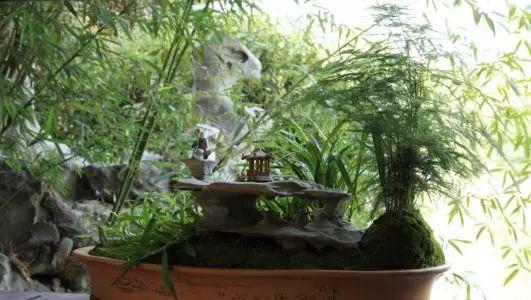 文竹黄叶了别急着心疼, 用对了方法, 长得比原来还好!