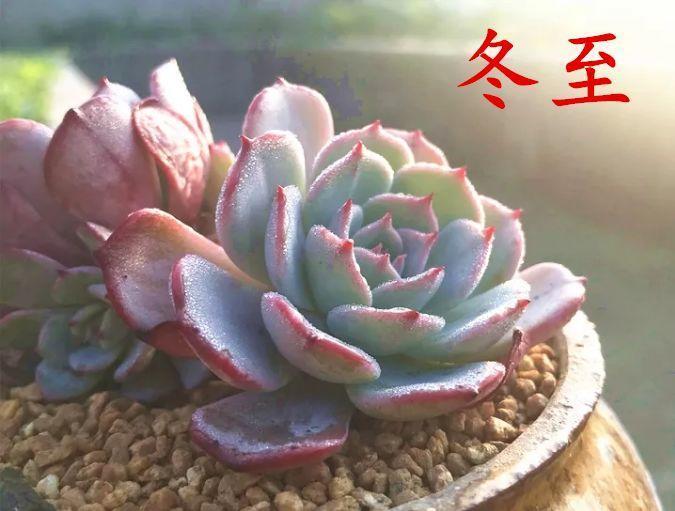 “冬至”养花有讲究, 从浇水到修剪, 赶紧给花过个肥年!