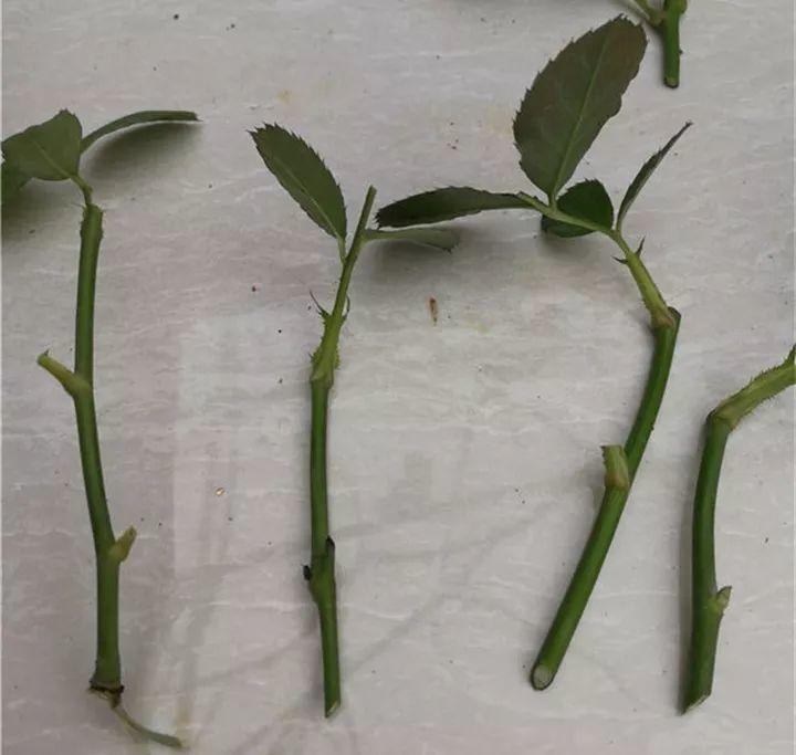这3种花现在扦插, 栽土里就能活, 错过还要等1年!