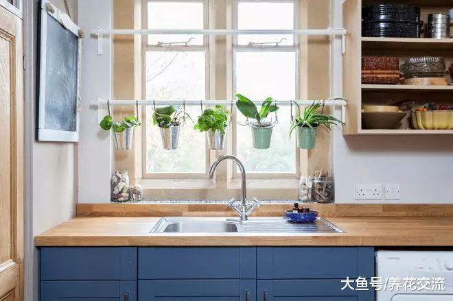 花友们栽种在窗台上的清新盆栽植物, 你更喜欢哪个搭配?