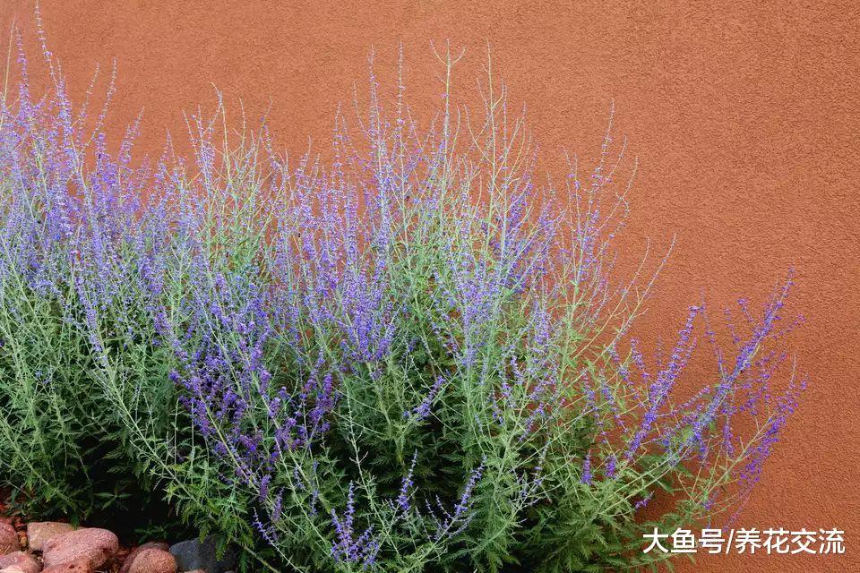 7种观赏性特别好的开花植物, 花朵清香, 看着能让心情舒缓