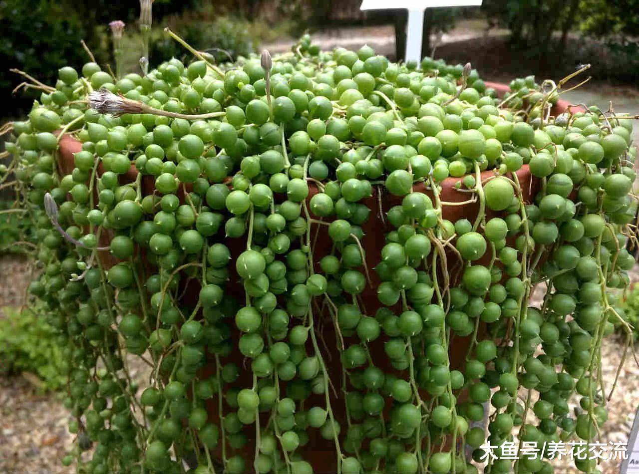 用这些技巧照顾珍珠吊兰, 每年都能开出芬芳的精致小花