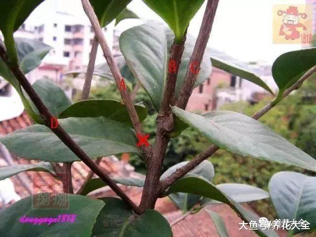 这4种花最难养, 夏天就是鬼门关, 注意这几点就能安全避开!