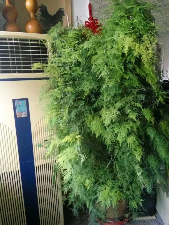文竹一勺糖, 叶子油汪汪, 爬的满墙都是!