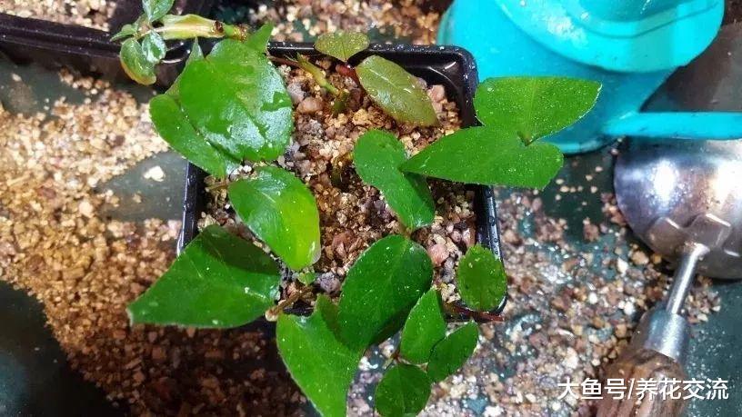 软木质枝条扦插繁殖的几个简单技巧, 让植物不断复制