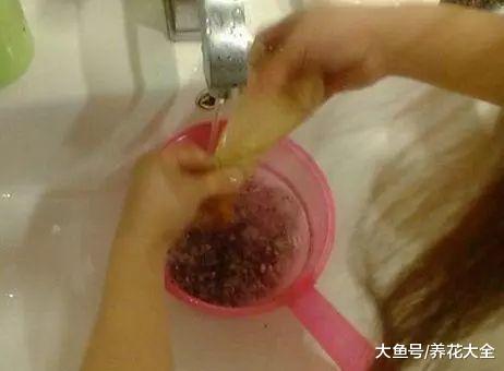 吃剩的水果不要扔, 简单几步, 美美盆栽种出来