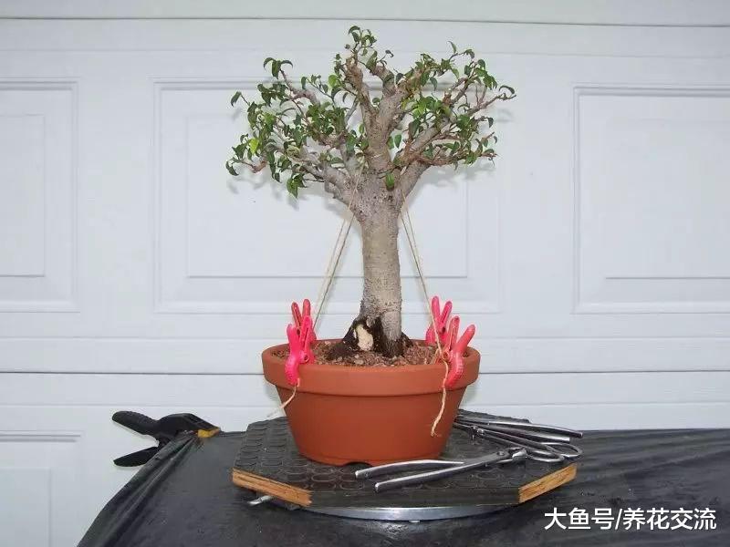 适合盆栽养护的观赏树, 养在室内也没有关系