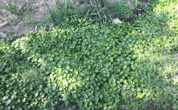 这5种花随手撒地上, 呼呼长成大花毯, 邻居抢着来围观!