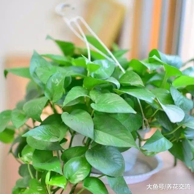 养绿萝出现茎叶发黑腐烂的状况这样处理, 轻松得到新的盆栽