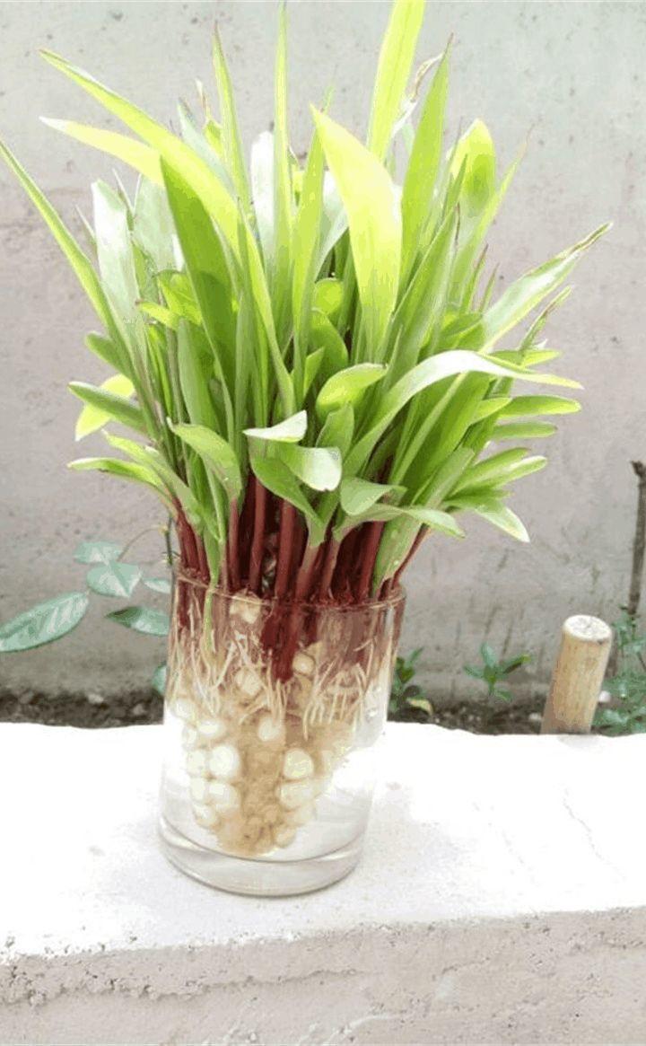 玉米棒子插水里, 7天长成小盆栽, 邻居看了都惊奇!