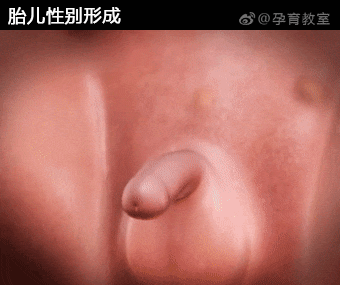 怀孕多久能测出男女 有哪些检测方法