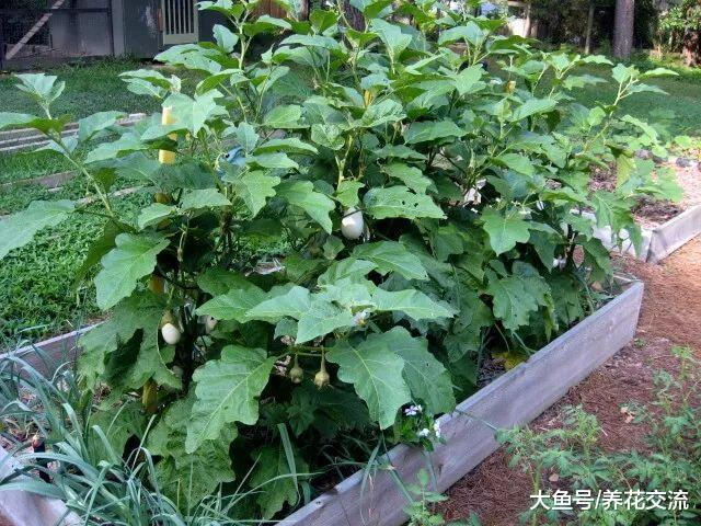 10种非常适合栽种在院子里的盆栽蔬菜, 还有灿烂迷人的花朵