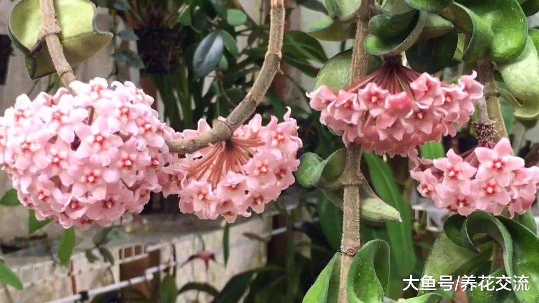 花朵芬芳、容易爬藤的球兰, 你想将它养在窗台上吗