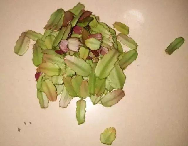 蟹爪兰叶子一摘, 20天就冒花芽, 嗖嗖蹿成绿瀑布!