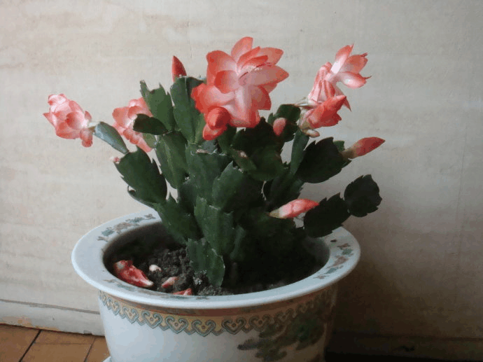 修剪完的蟹爪兰, 及时给它戴个黑帽子, 呼呼长花芽!