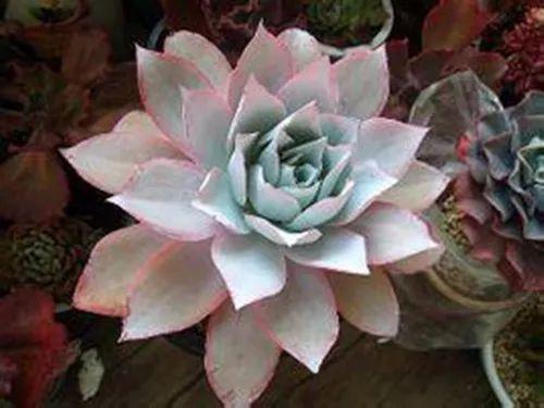 这些多肉开花就等于死亡, 快去看看自家多肉有没有中招!