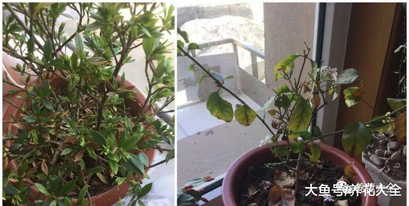 想养好花? 只要土壤选对了, 长得又高又壮!