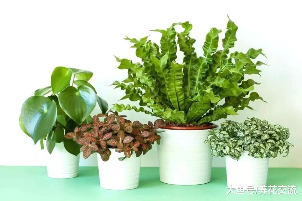 浴室里面养这些植物, 可以让你的生活更加健康