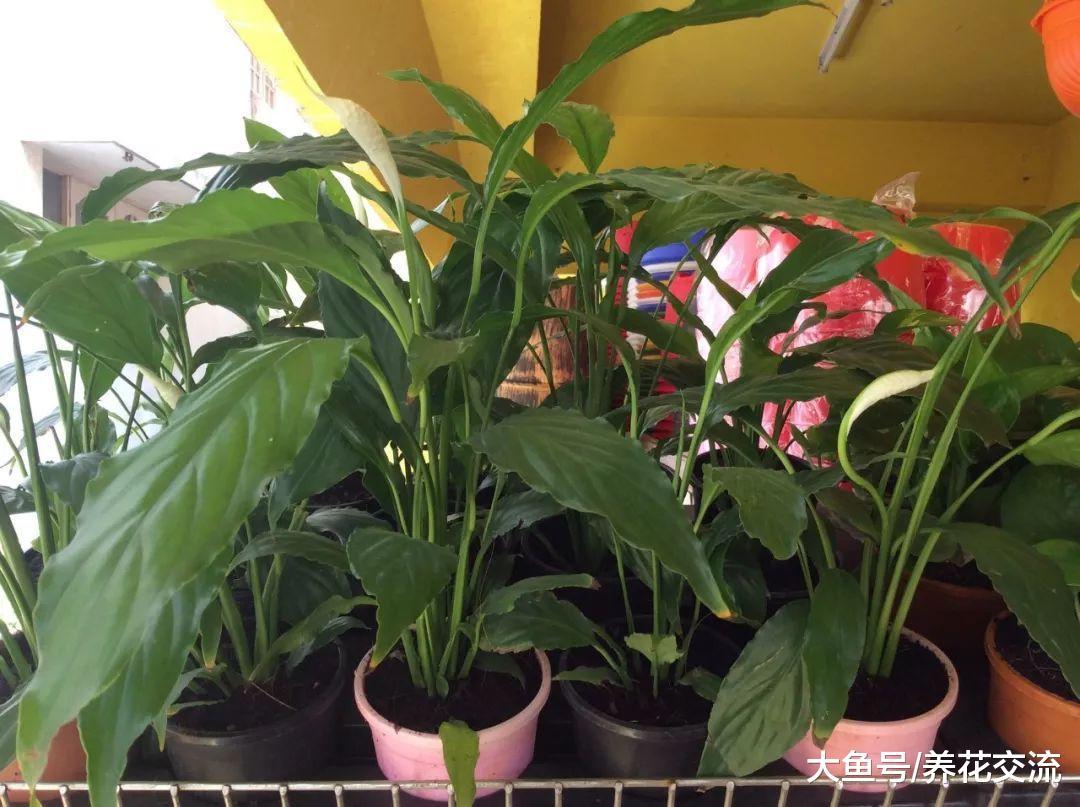 为啥叶子发亮的白掌不要买? 上了药的你还傻傻不知道