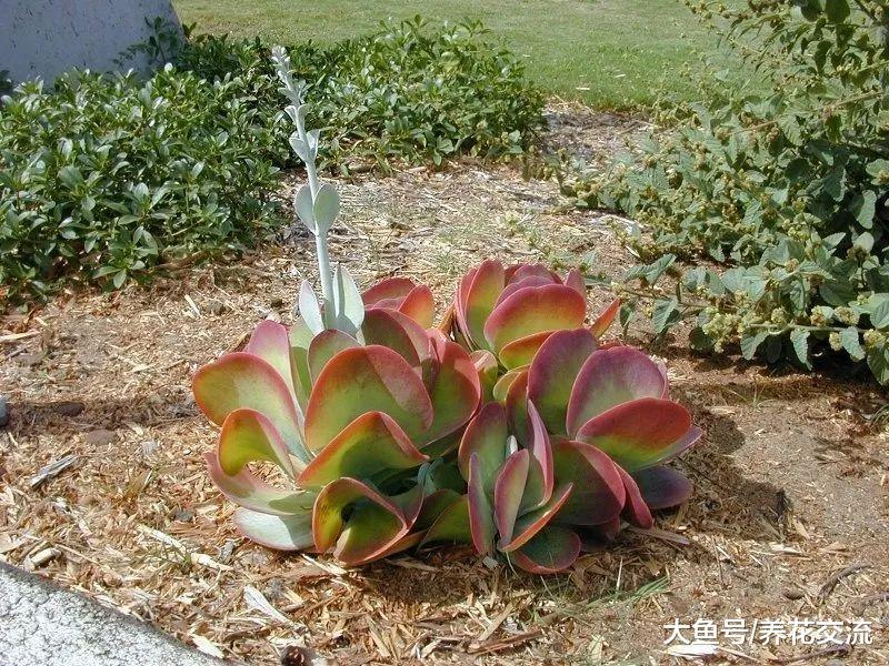 经常被用来布置在植物园沙漠区域的观赏植物, 也能养成家里的盆栽