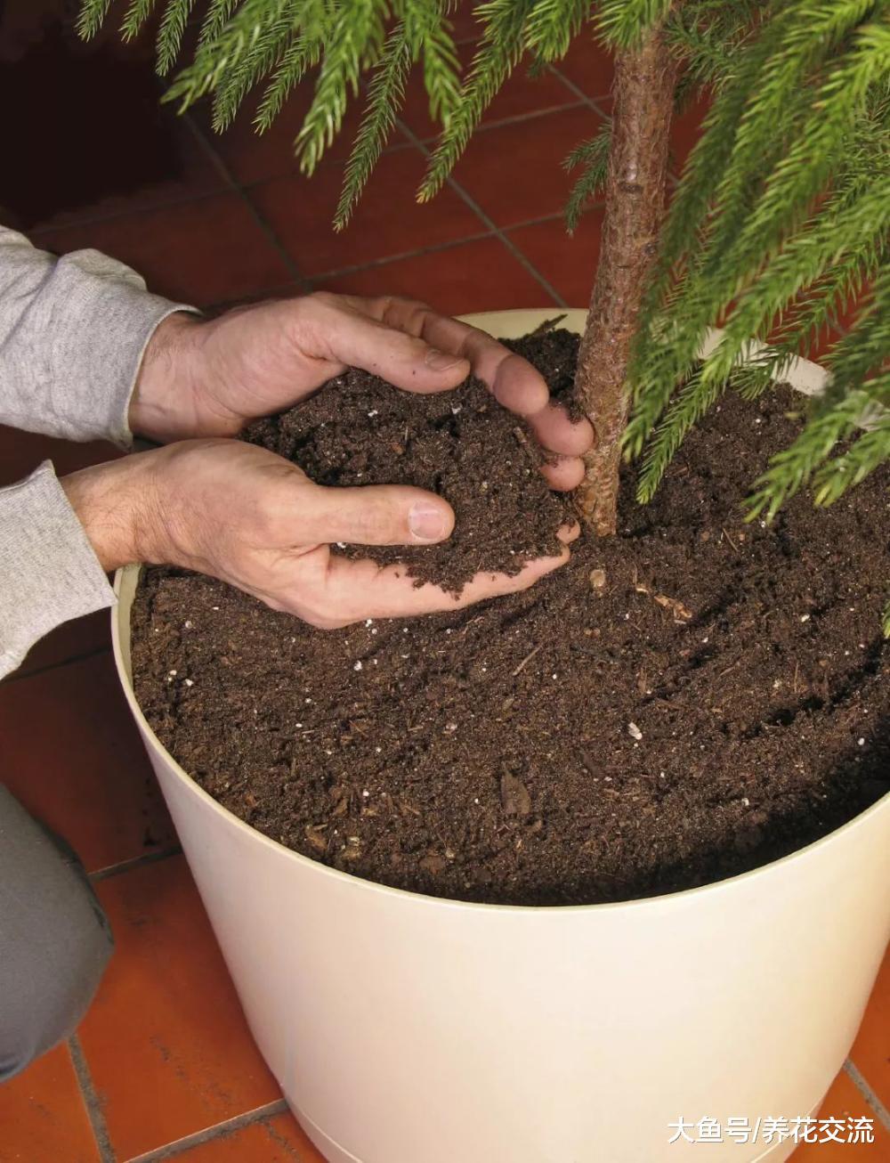 大型盆栽植物栽种的一些实用技巧, 如何照顾才能生长更佳
