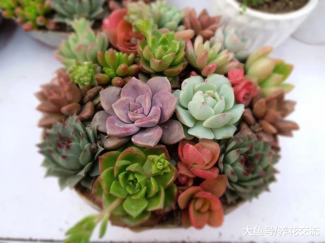 多肉植物9个有趣的地方, 想要养好盆栽多肉可以多看看