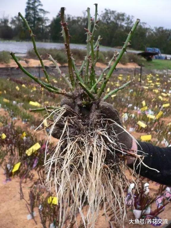 买来的裸根月季花我用这种方法栽种, 几周后恢复得特别好