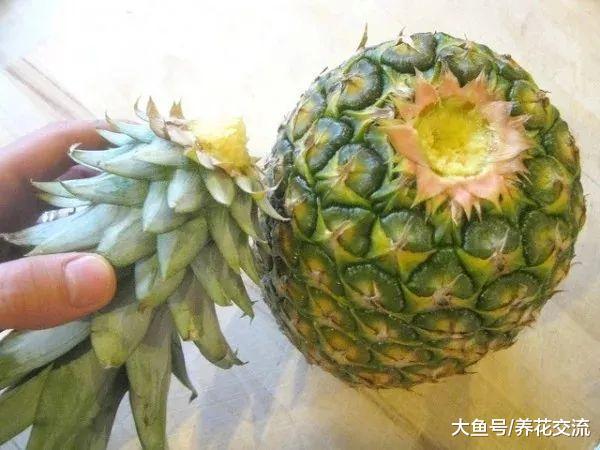 拧下来的菠萝叶冠不要丢了, 简单7步就能重新养成盆栽植物