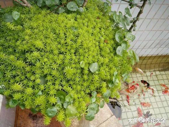 一小撮佛甲草, 跟着花友学, 2个月就能长满盆!