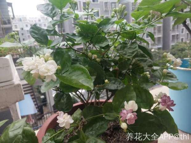 养花遇到下雨天, 漏了这一步, 叶子发霉还长斑!