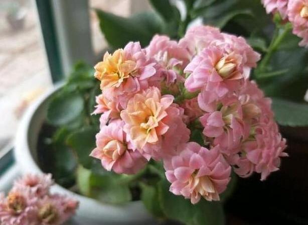 这3种花喜欢“吃鸡蛋”, 30天吃1个, 越来越旺, 开花还多!