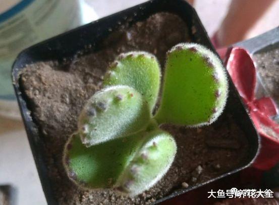 夏天养多肉的9个雷区, 这样全避开, 多肉养的胖嘟嘟