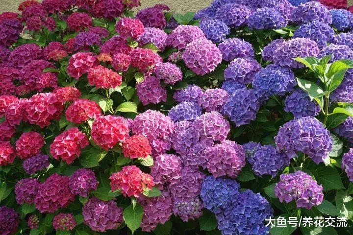 为什么自己养的绣球花不能开花, 看看你有没做对这几点