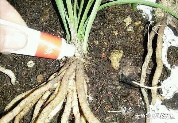 过期药膏你别扔! 拿来养花, 叶子油亮不招虫!