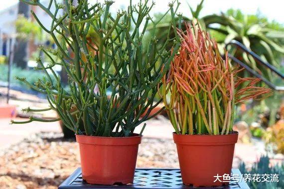 光棍树养家里除了好看还有坏处, 我前几天就被弄伤了