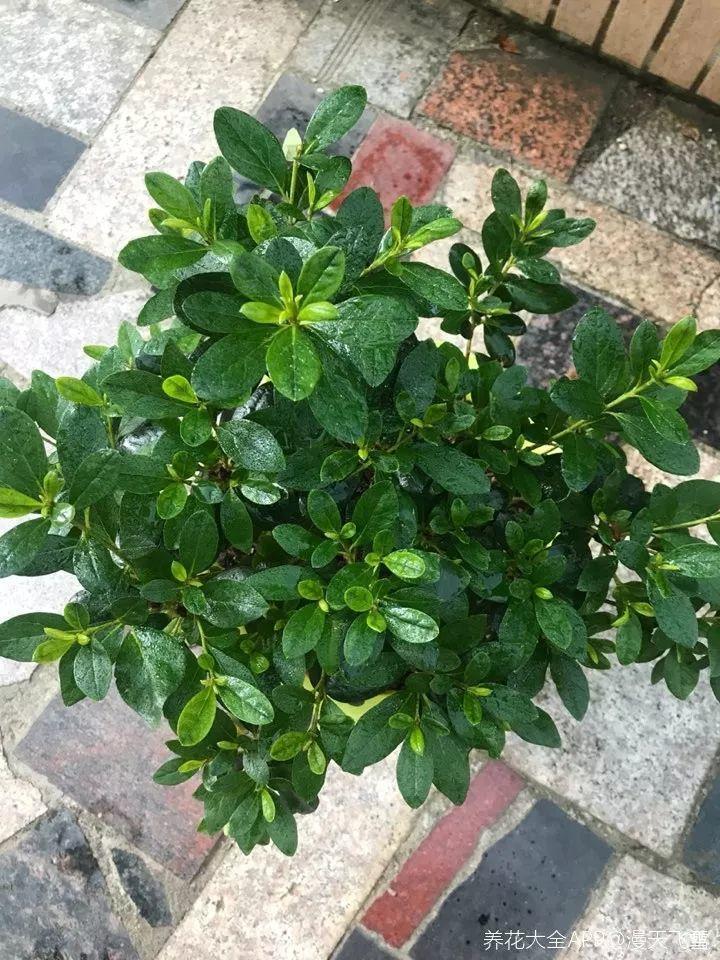 同样是养杜鹃, 跟着大神学, 盆盆茂盛花芽多!