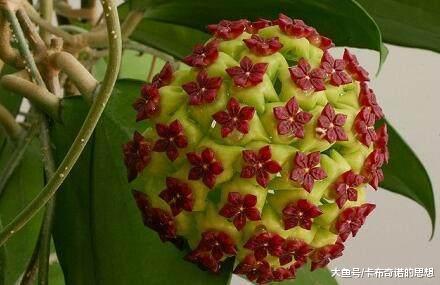 冬天就养这6种“花花草草”, 花期超长, 关键它们有助睡眠还招财