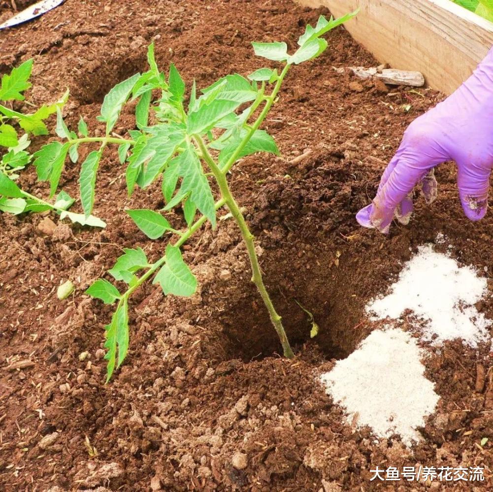 在家里养花种菜的时候适当添加泻盐, 远离叶黄, 还能不断挂果