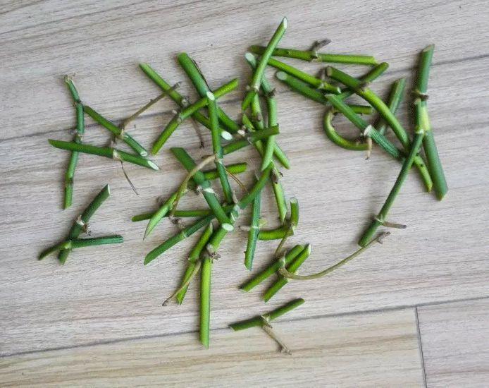 掰根绿萝枝, 咔咔切8段, 一个月就爆盆!