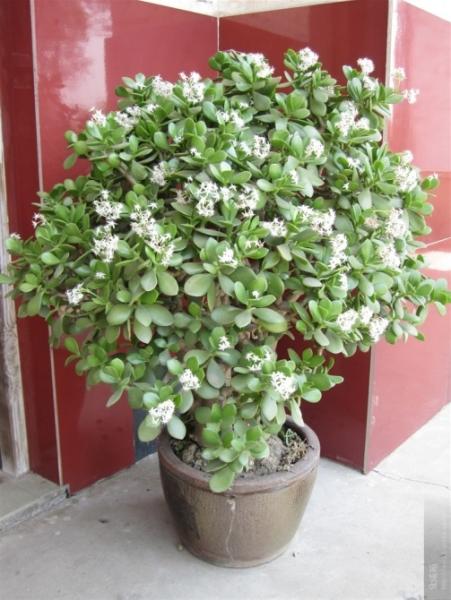 傻子”才买4种花, “折1片”叶子, 2周生根, 来年观叶观花