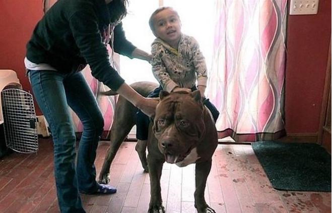 斗牛犬每顿都要用盆吃牛肉, 主人不但不责怪, 反而说自己赚到了