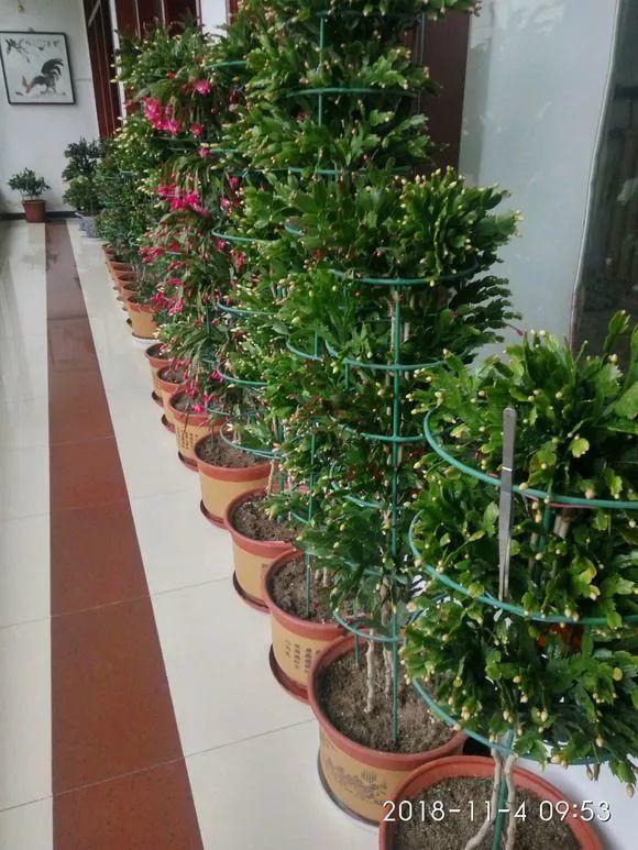 蟹爪兰一养就上瘾, 门口楼道全都是, 还能开出3色花!