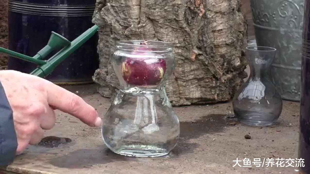 用玻璃瓶养护水培风信子两三周开花, 掌握简单几个技巧就行了