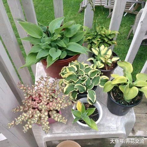 斑斓翠绿的玉簪花养护注意事项, 在遮阴处也能开出清香的花朵