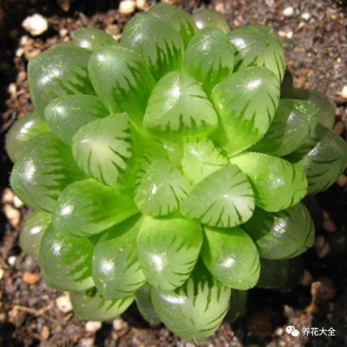 夏天养玉露, 这样喷点水, 叶子水灵灵像果冻!