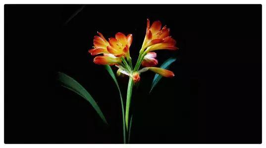 不同装修风格家居可以这么搭配植物, 让你家档次比别人家高好几层!